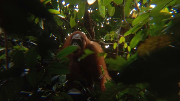 Pongo pygmaeus, photo taken by KehatiKu observers using telephoto lens