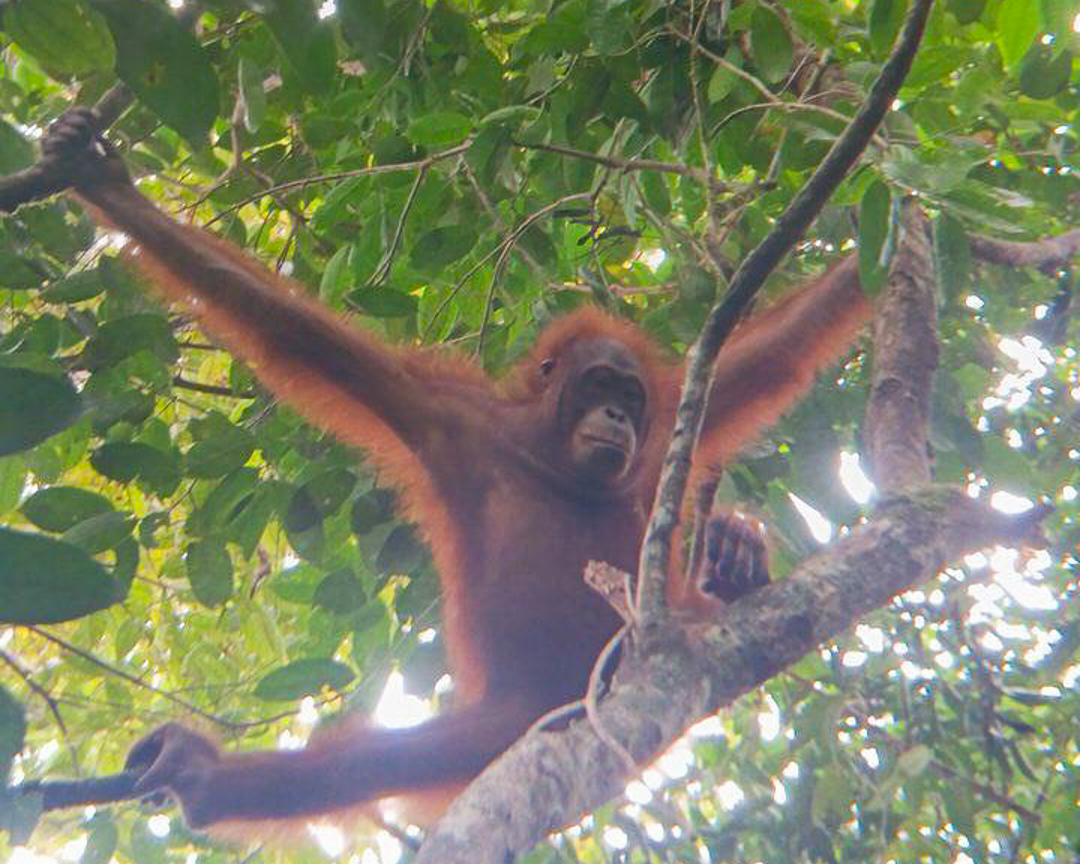 Pongo pygmaeus