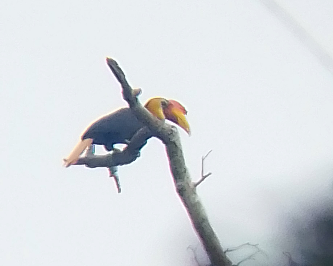 Rhabdotorrhinus corrugatus