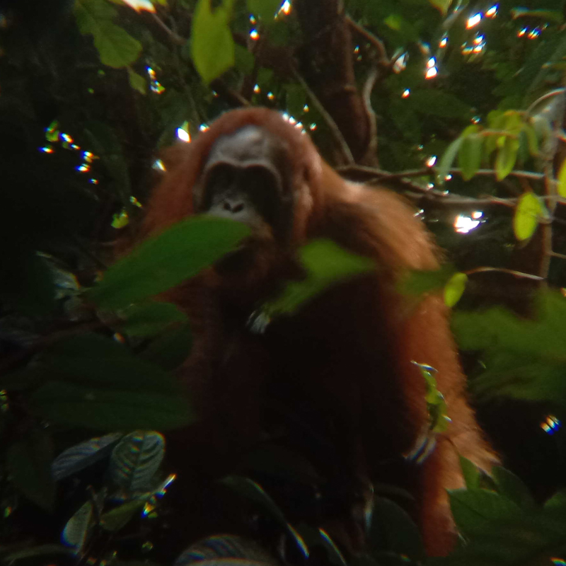 cropped_3) Pongo pygmaeus #66382-8