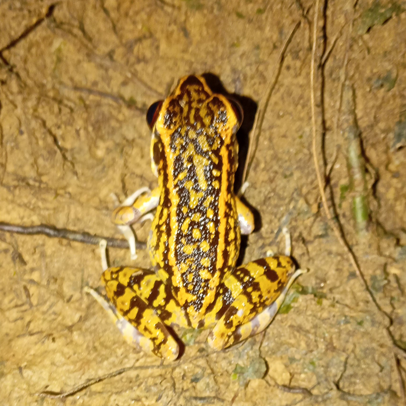 cropped_4) Kodok (Strongylopus fasciatus) #45345-3