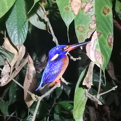 cropped_Alcedo meninting #130265-12
