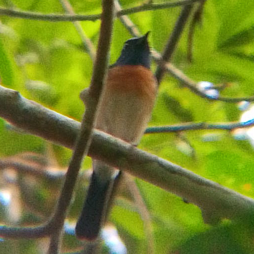 cropped_Copsychus malabaricus #115424-10