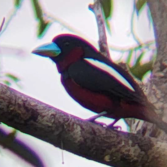 cropped_Cymbirhynchus macrorhynchos #125984 (1)-11