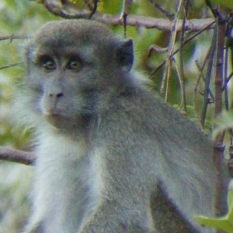 cropped_Macaca fascicularis #184546-20