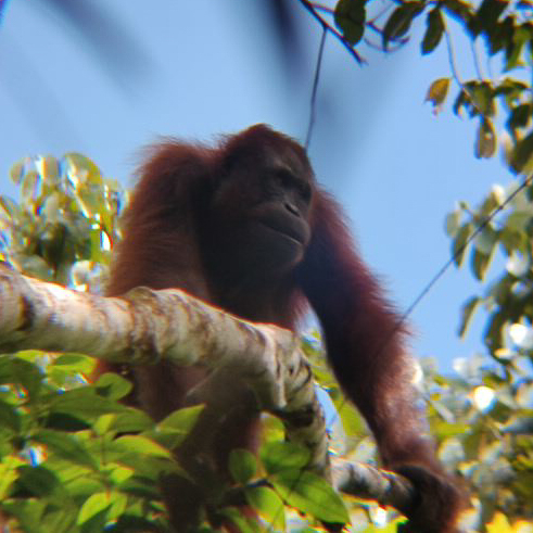 cropped_Pongo pygmaeus #174110-21
