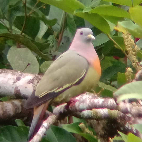 cropped_punai26_38744 (1)-23