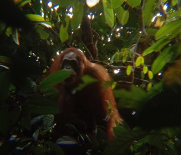 KehatiKu: Where Wildlife Conservation Pays