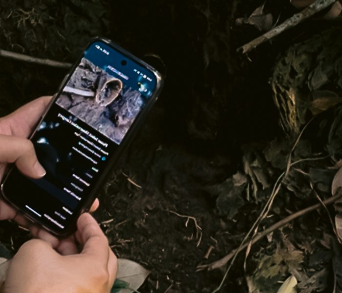 Verifying Borneo’s Biodiversity: Where Technology Meets Human Expertise